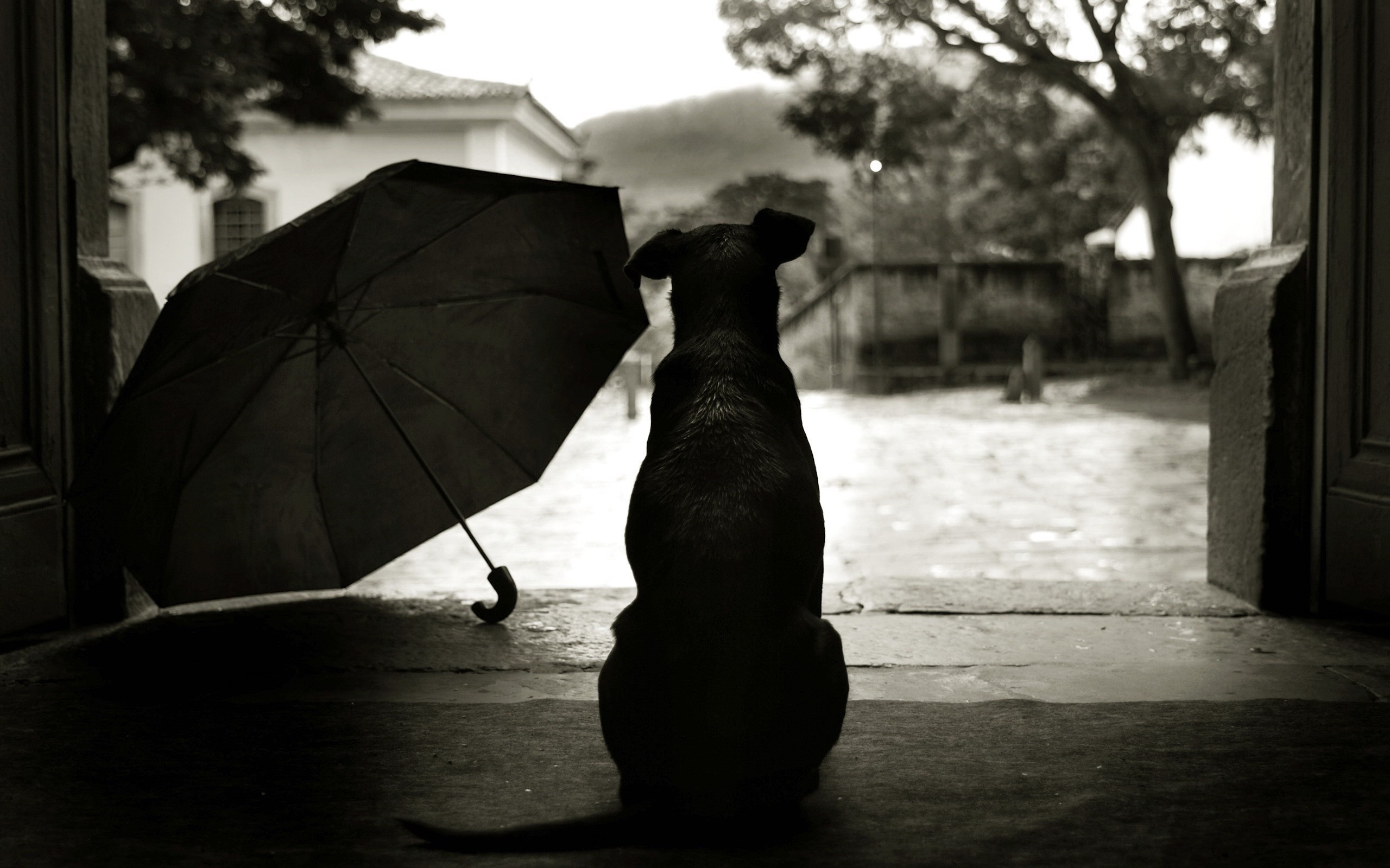 dog umbrella rain Wallpaper