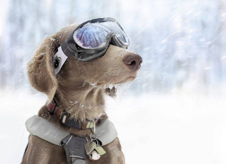 dog snow goggles HD Wallpaper Desktop Background