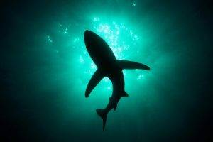 sea shark natural lighting