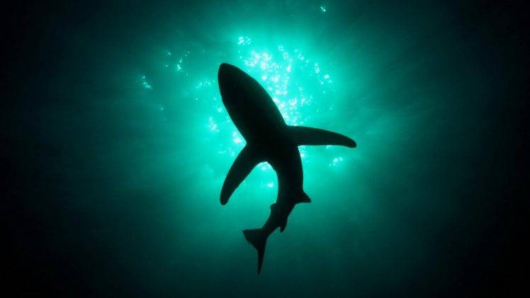 sea shark natural lighting HD Wallpaper Desktop Background