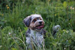 dog happy grass