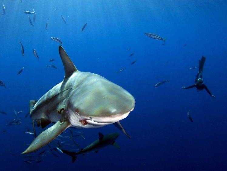 shark underwater fish sea divers HD Wallpaper Desktop Background