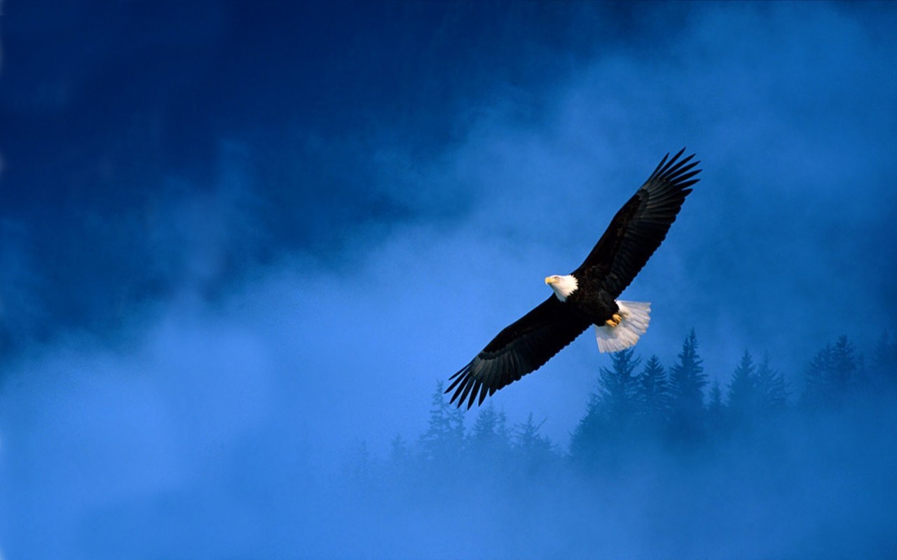 bald eagle icon Wallpapers HD / Desktop and Mobile Backgrounds