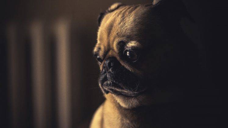 pug dog emotions sad alone brown blurred depth of field photography pet HD Wallpaper Desktop Background