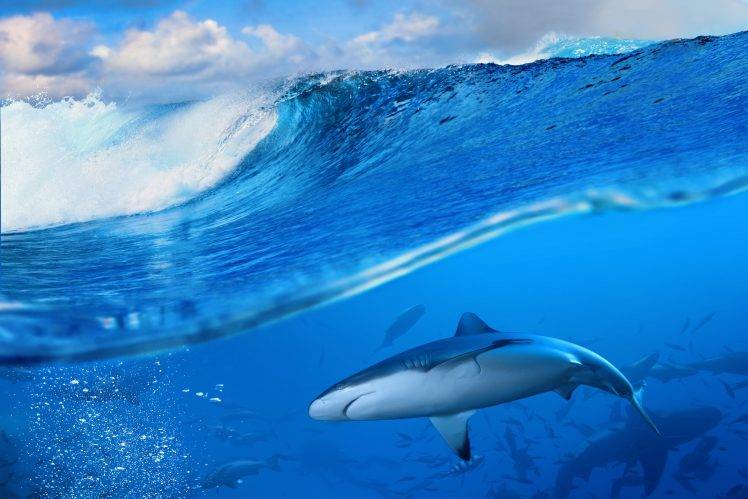 sea waves shark HD Wallpaper Desktop Background
