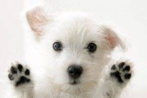 dog west highland white terrier