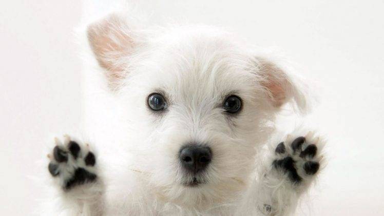 dog west highland white terrier HD Wallpaper Desktop Background