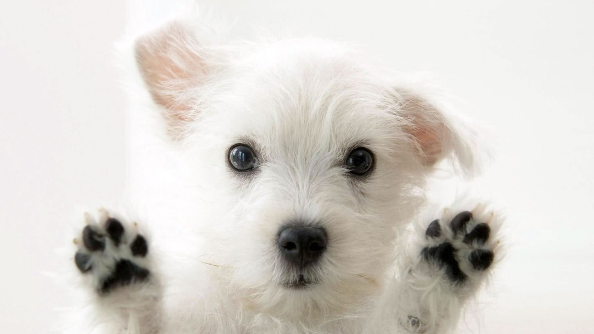 dog west highland white terrier Wallpaper