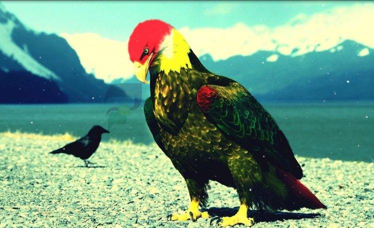 kurds eagle HD Wallpaper Desktop Background
