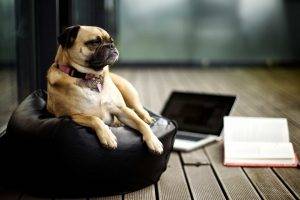 pug laptop books mac book dog