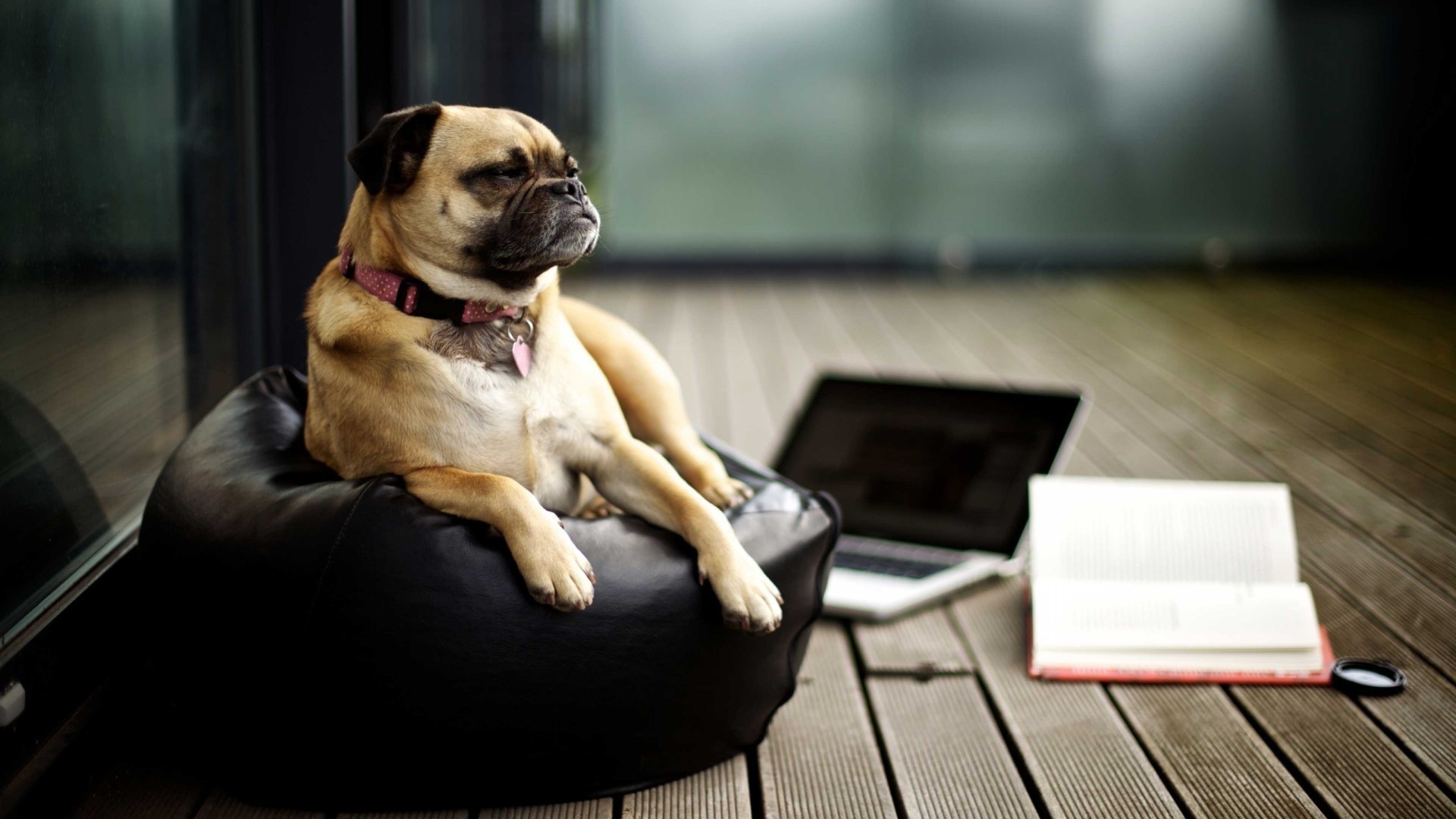 pug laptop books mac book dog Wallpaper