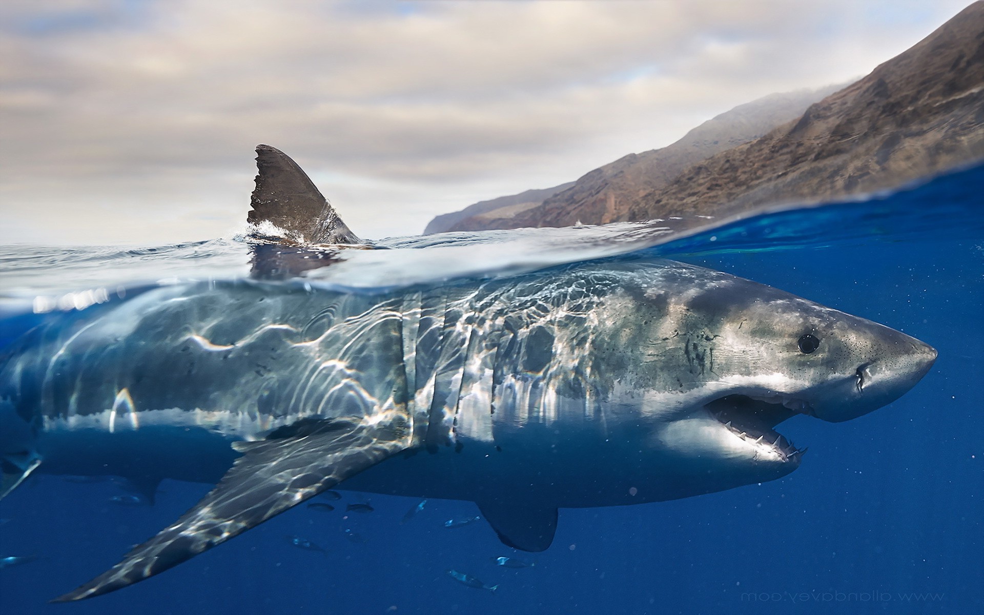 great white shark shark Wallpaper