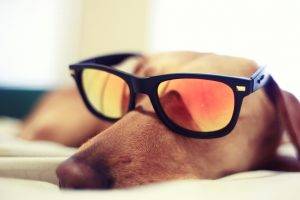 dog glasses sleeping