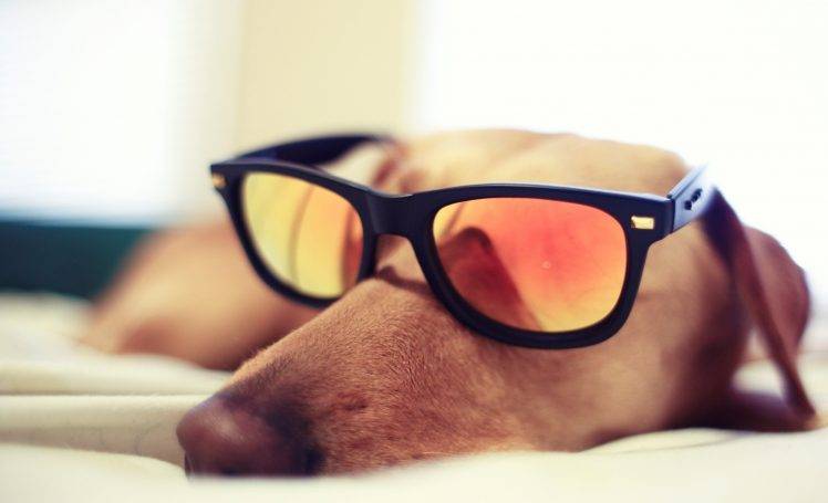 dog glasses sleeping HD Wallpaper Desktop Background