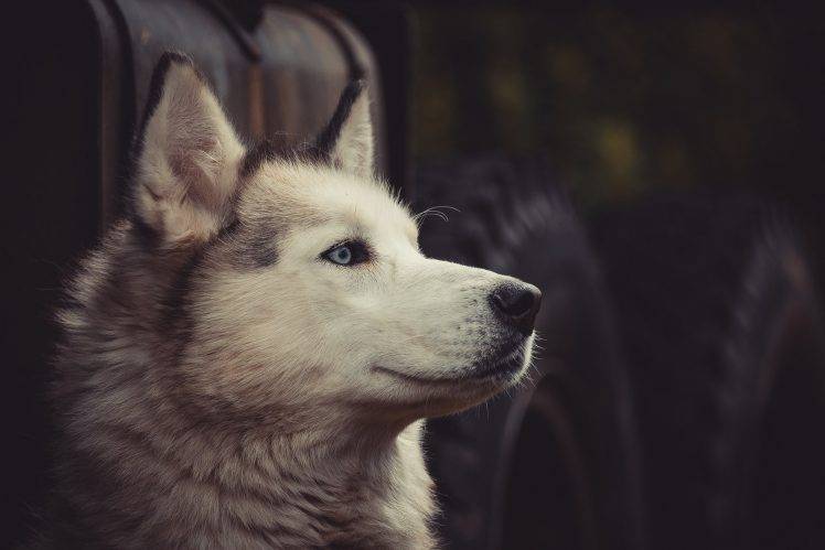siberian husky dog tires Wallpapers HD / Desktop and Mobile Backgrounds