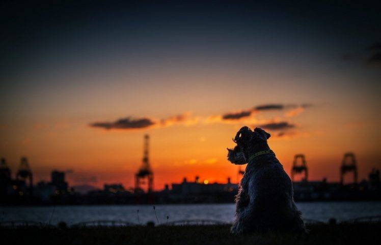 sunset depth of field animals dog river HD Wallpaper Desktop Background
