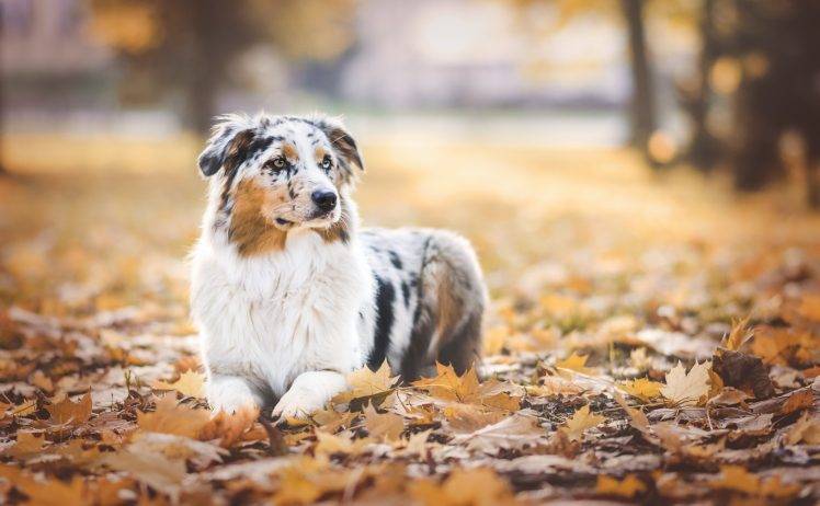 dog fall leaves maple leaves HD Wallpaper Desktop Background