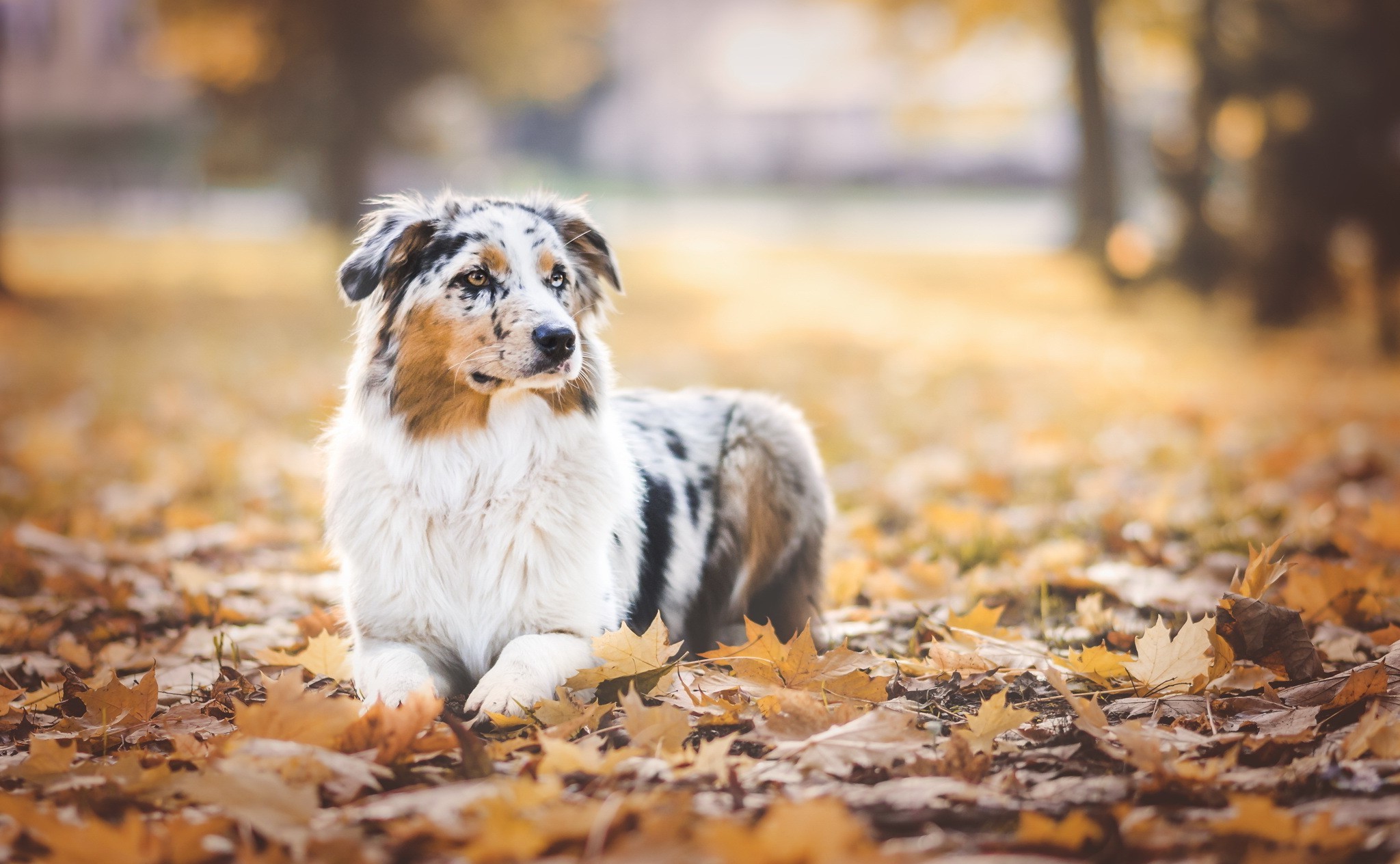dog fall leaves maple leaves Wallpaper