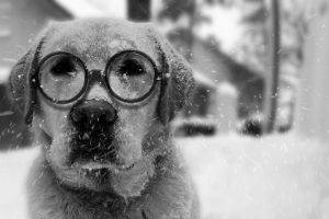 labrador dog mbrlic snow winter benny