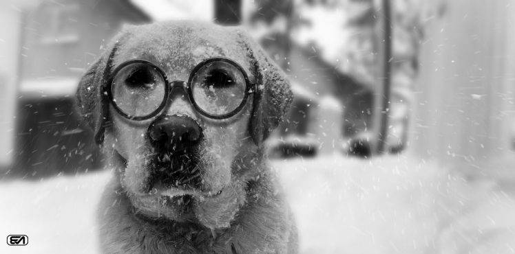 labrador dog mbrlic snow winter benny HD Wallpaper Desktop Background