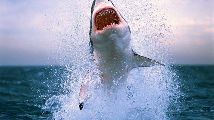 Great White Shark Wallpapers Hd Desktop And Mobile Backgrounds Images, Photos, Reviews