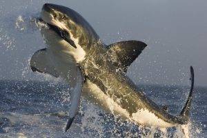 white shark shark sea jumping