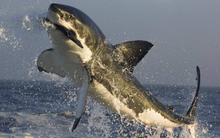 white shark shark sea jumping HD Wallpaper Desktop Background
