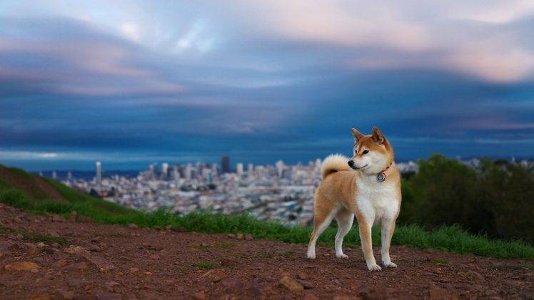 shiba inu dog HD Wallpaper Desktop Background