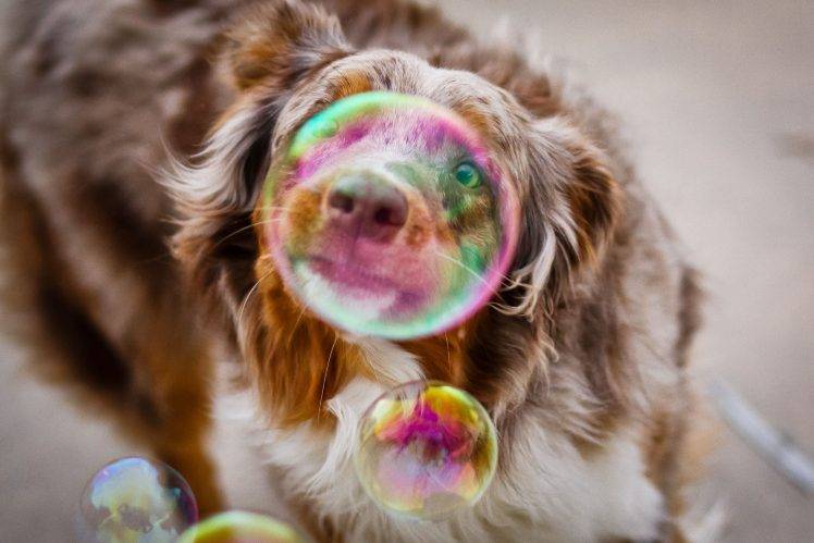 bubbles dog HD Wallpaper Desktop Background