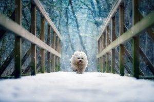 dog running snow