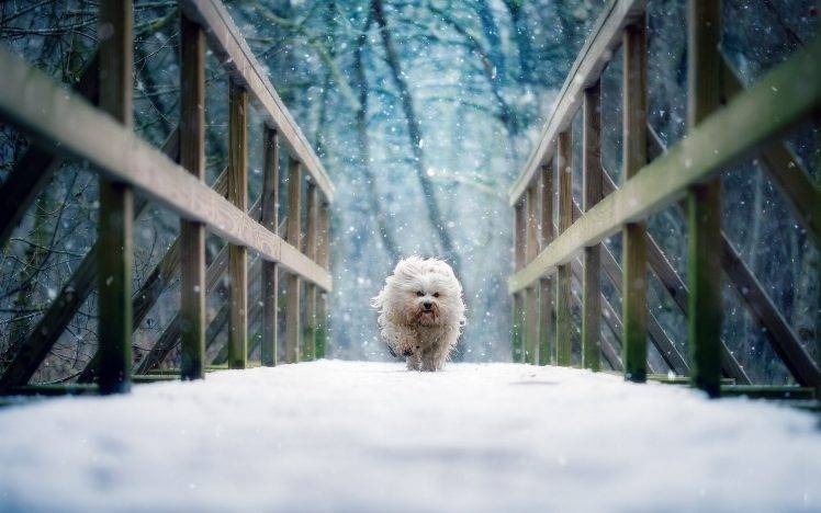 dog running snow HD Wallpaper Desktop Background