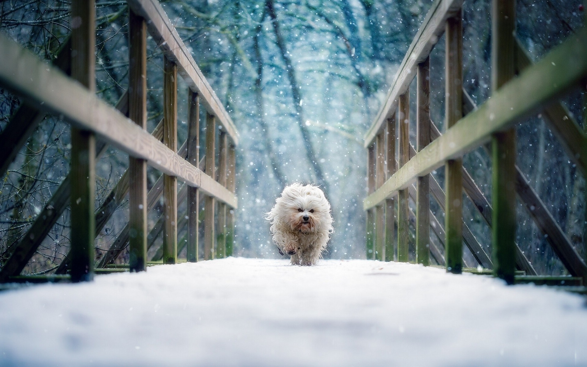 dog running snow Wallpaper