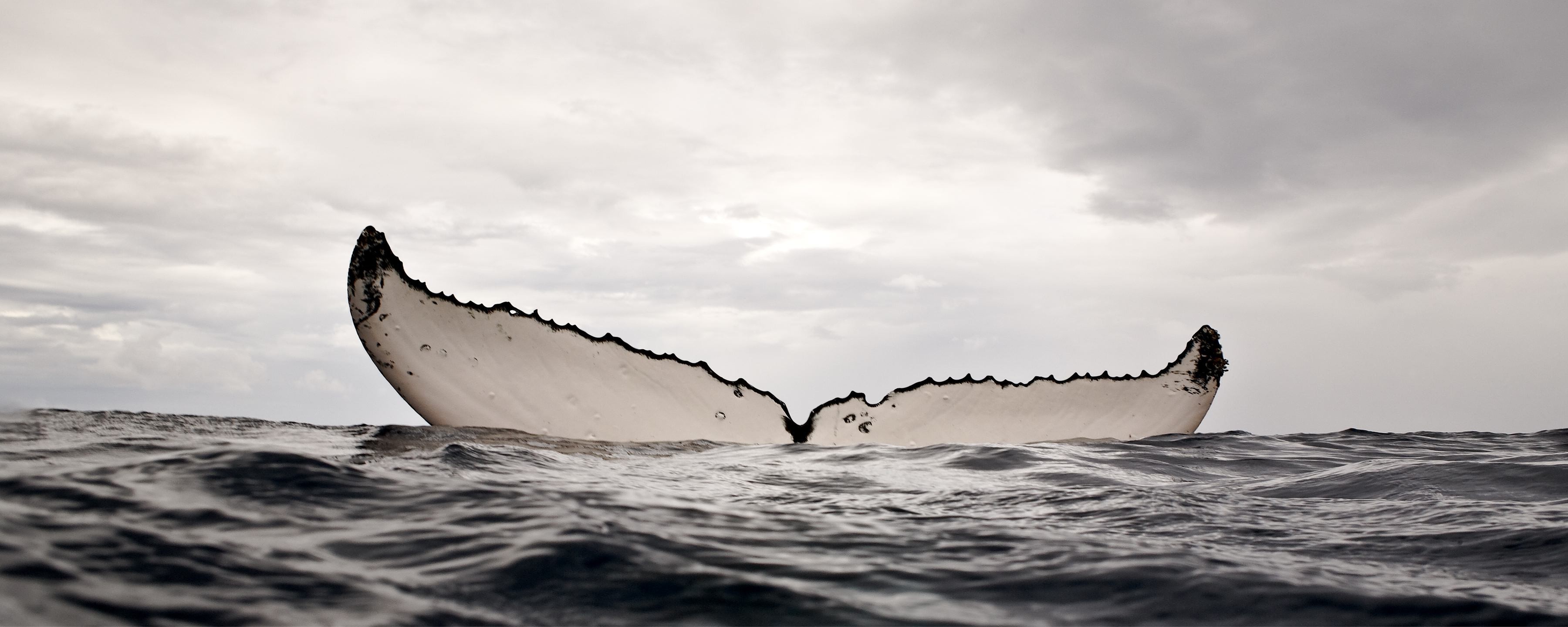 whale sea water Wallpaper