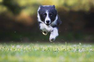 dog border collie jumping