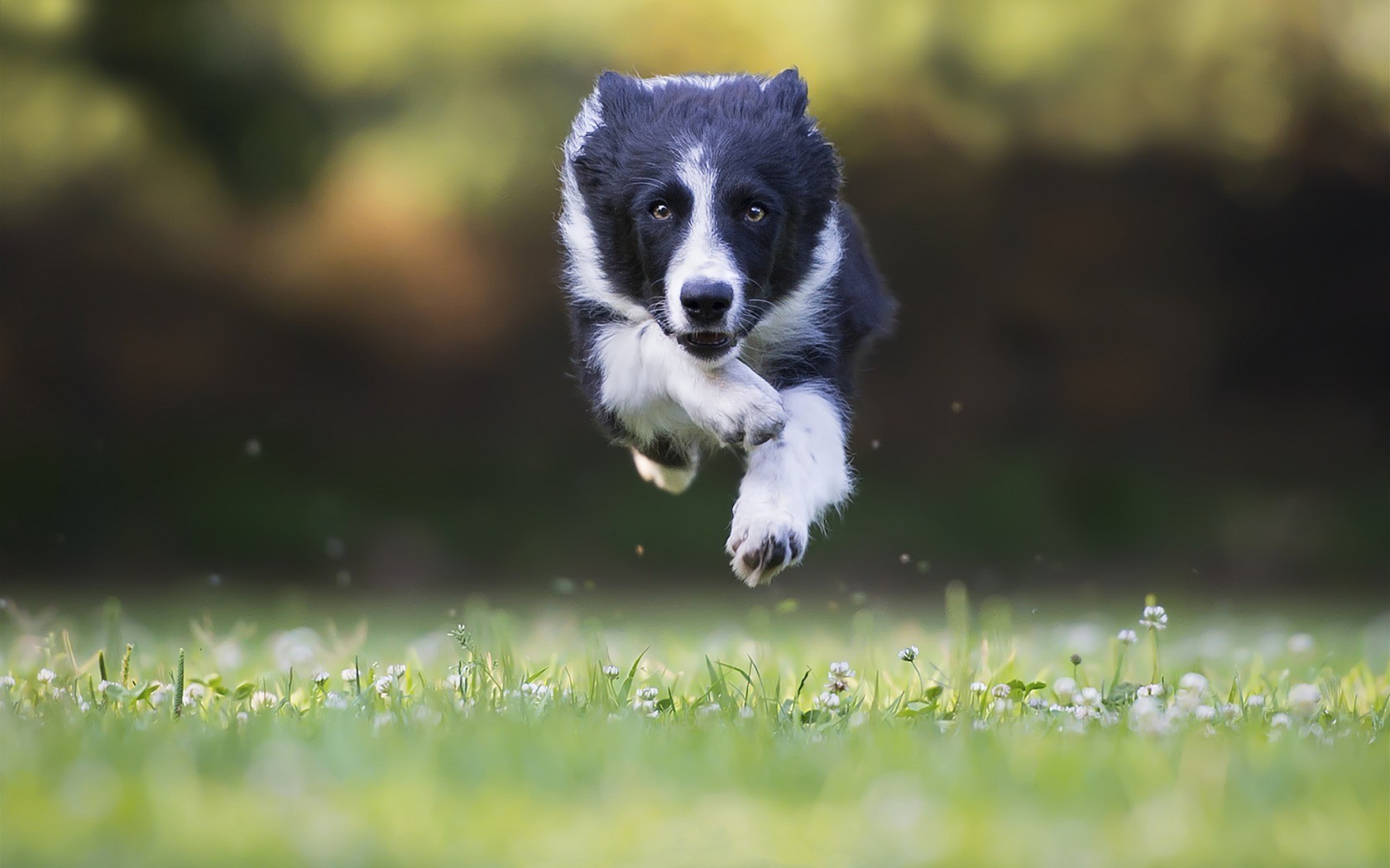 dog border collie jumping Wallpaper