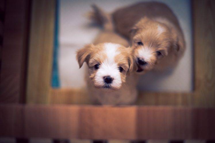 dog puppies HD Wallpaper Desktop Background