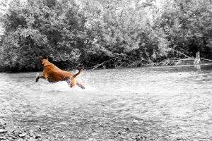 dog monochrome water river