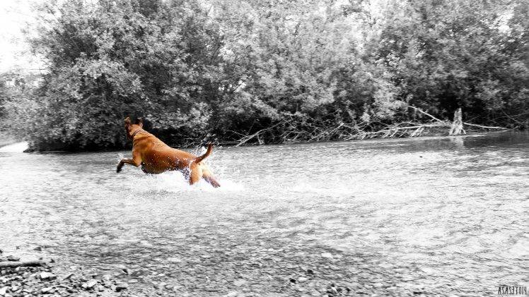 dog monochrome water river HD Wallpaper Desktop Background