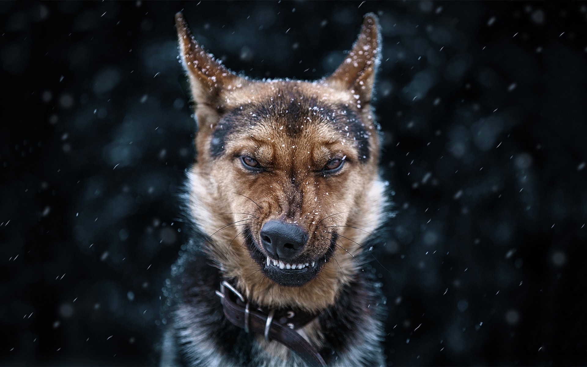 dog snow Wallpaper