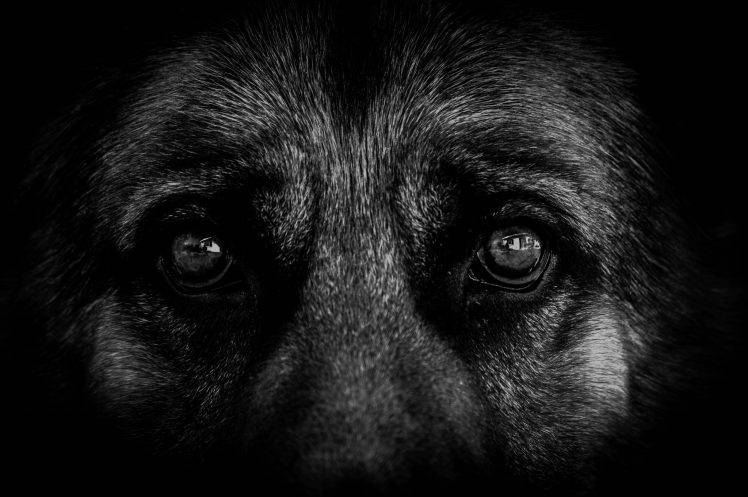 eyes dog german shepherd HD Wallpaper Desktop Background