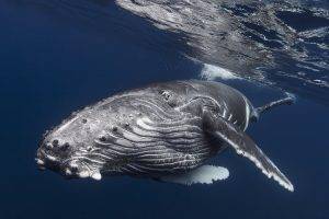 underwater whale