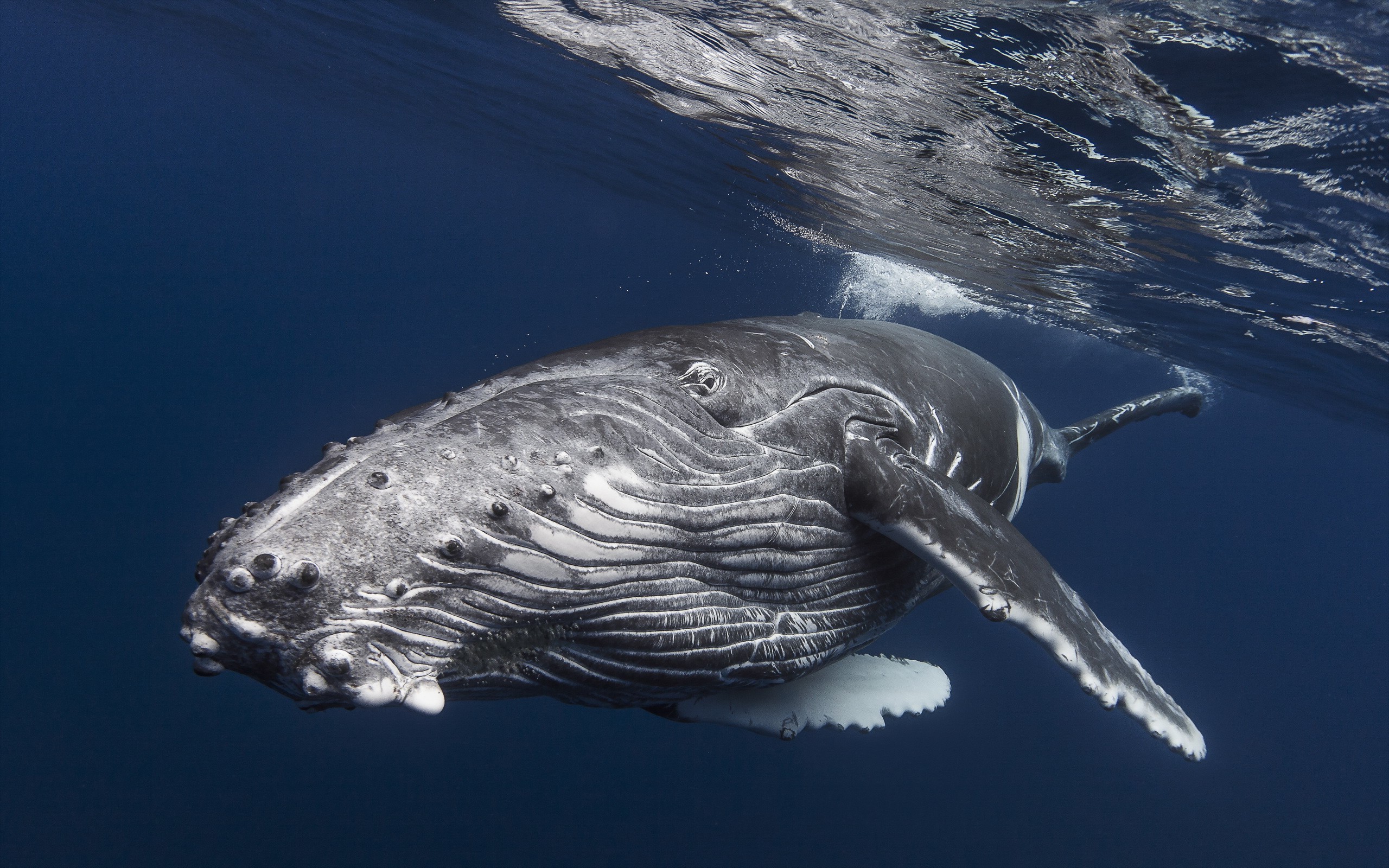 underwater whale Wallpaper