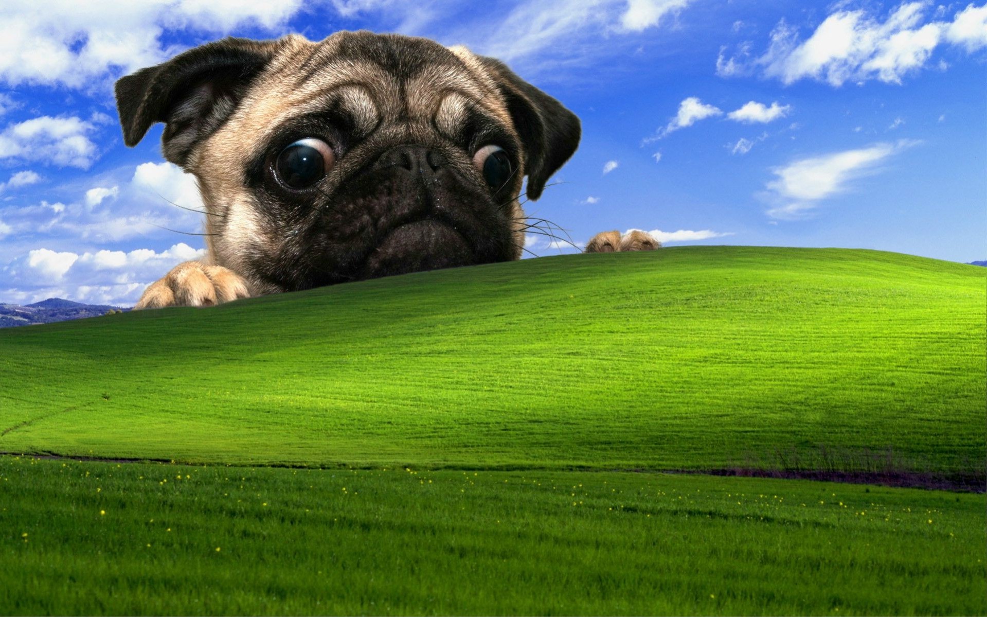 340267 Windows XP Pug Dog 