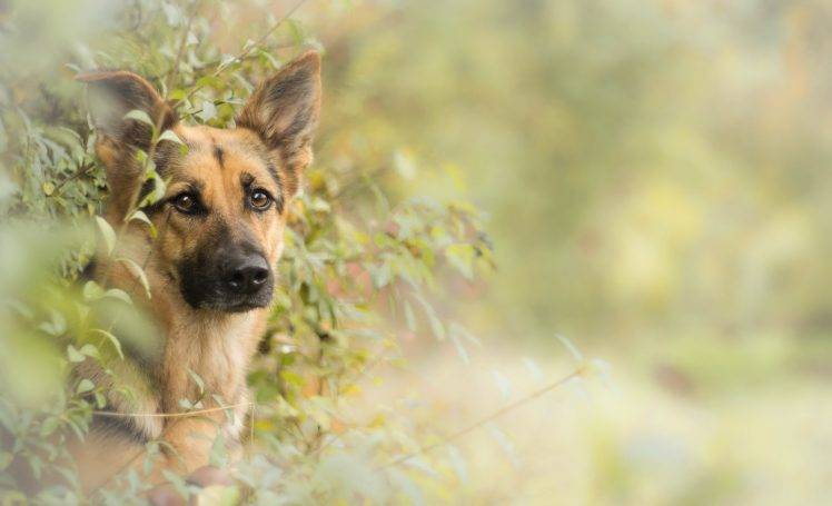 dog german shepherd HD Wallpaper Desktop Background