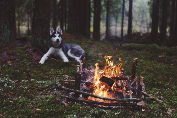 dog forest fireplace HD Wallpaper Desktop Background