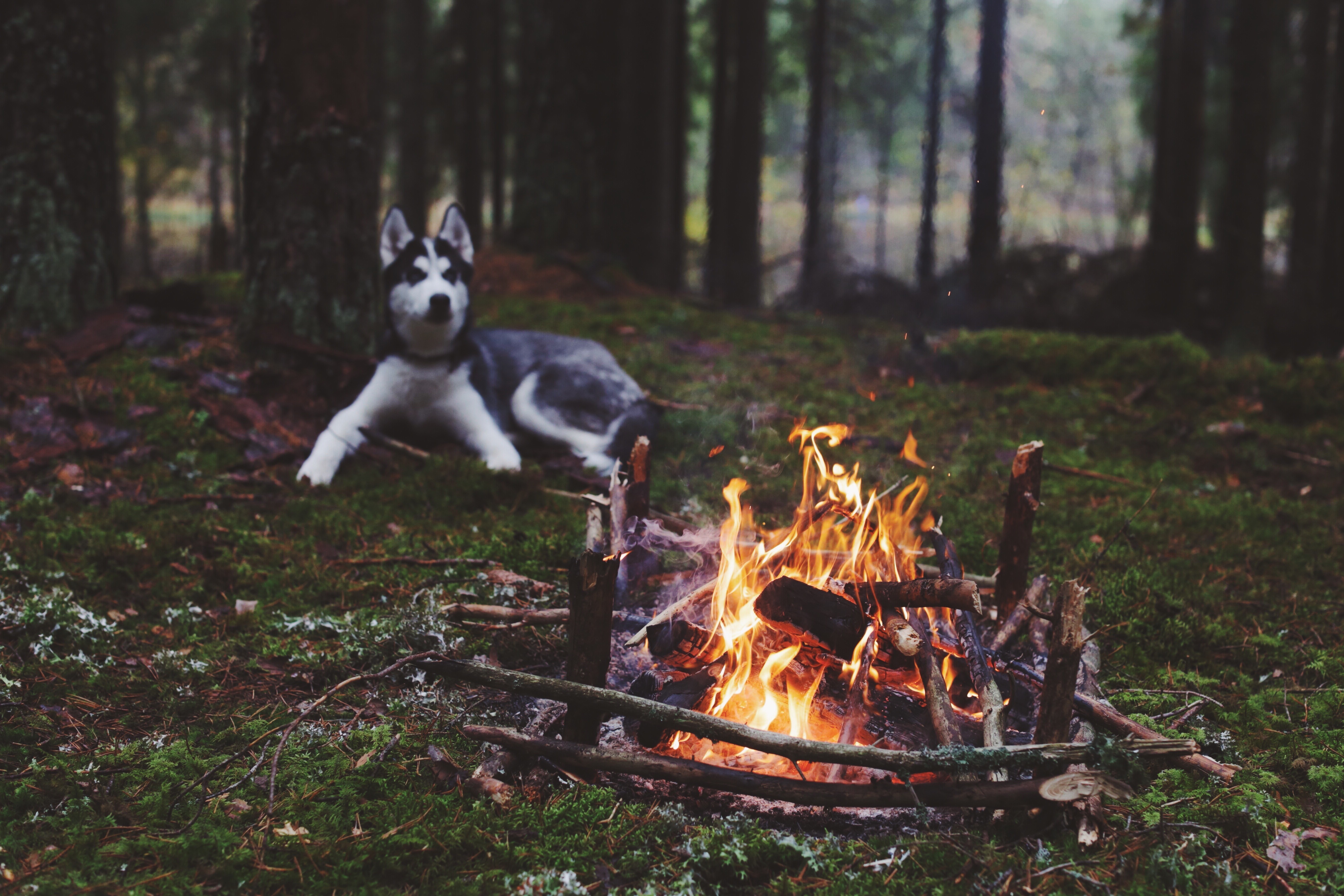 dog forest fireplace Wallpaper
