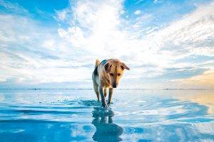 dog lake water reflections sky