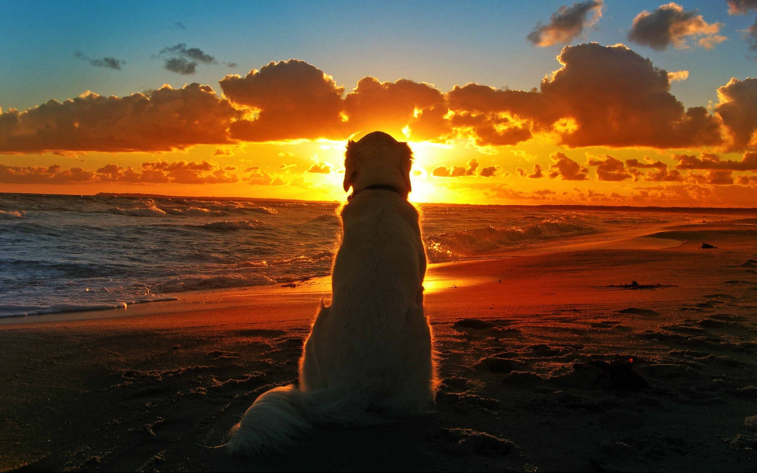 dog sunset beach waves clouds depth of field Wallpaper