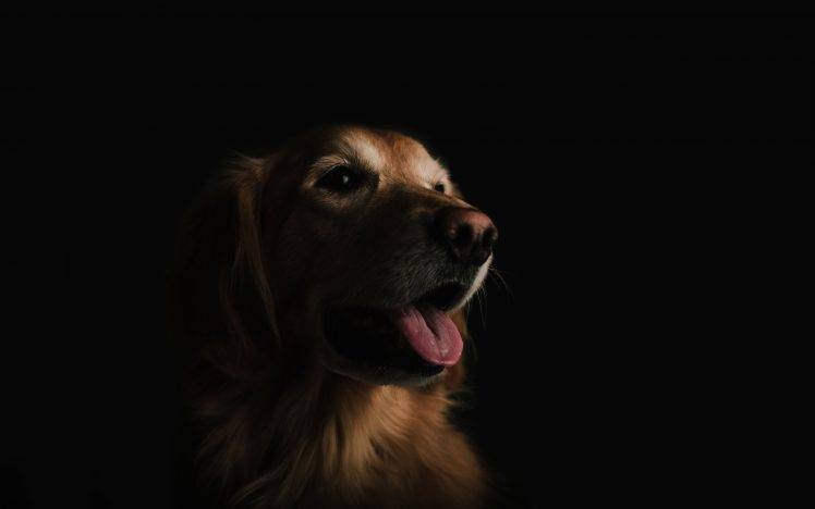 dog pet portrait black HD Wallpaper Desktop Background