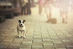 city dog street sunlight pet
